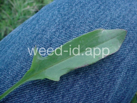 sorrel, heartwing